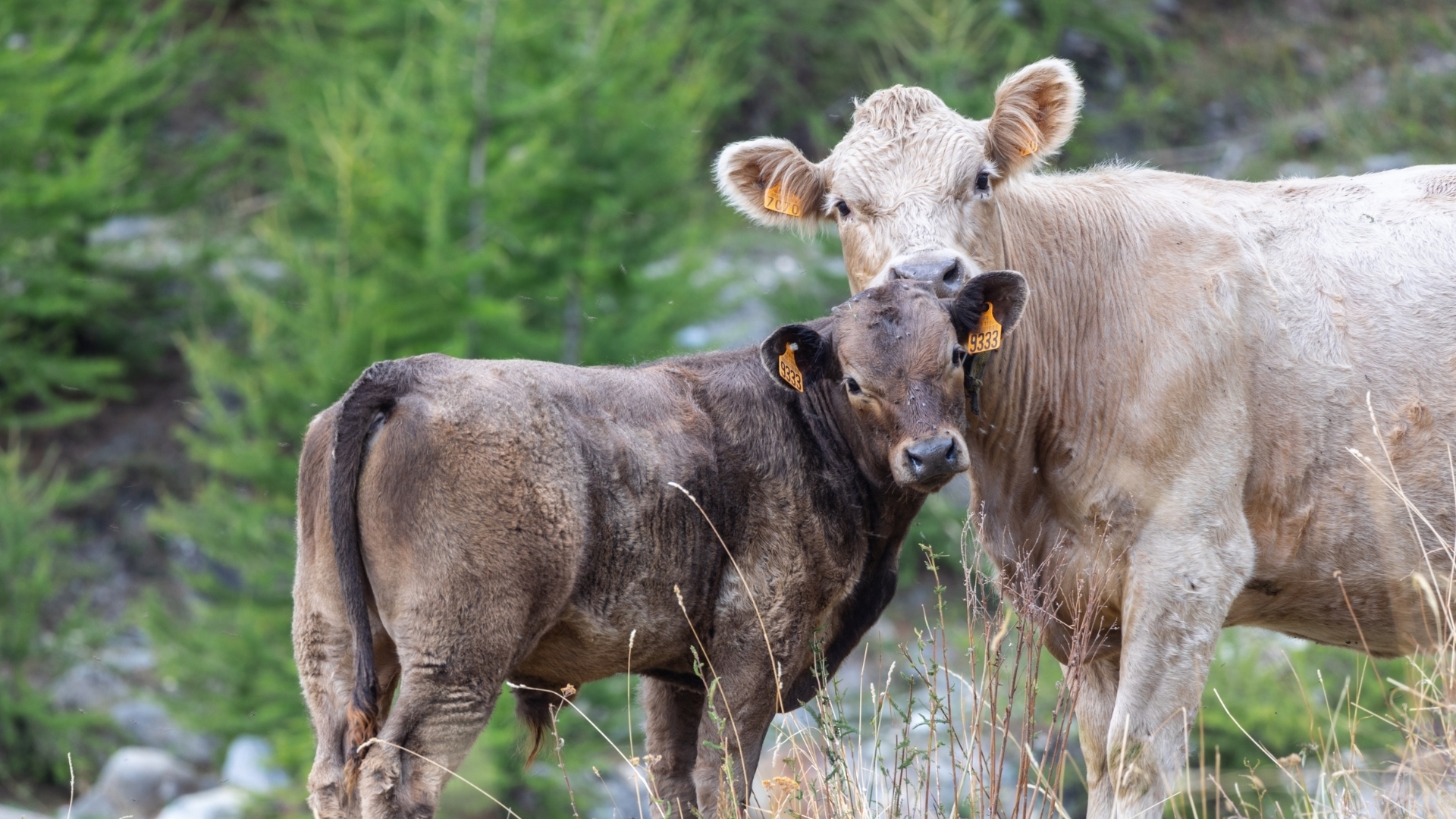 Cow and calf in a natural pasture, symbolizing the importance of respectful farming and animals fed according to their true nature to obtain quality meat.