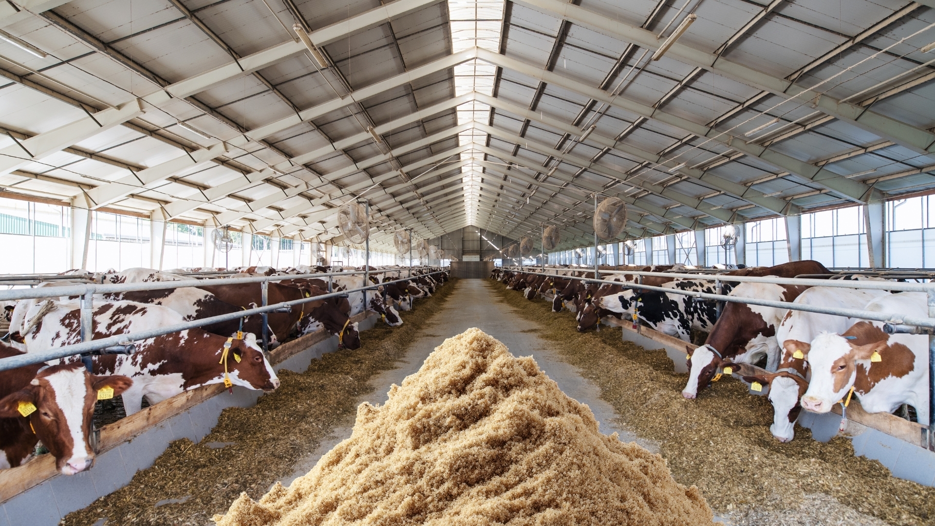 Establo industrial lleno de vacas alimentadas con un montón de cereales y tortas de oleaginosas, que simboliza la ganadería intensiva donde los rumiantes son privados de hierba y alimentados contra su naturaleza.