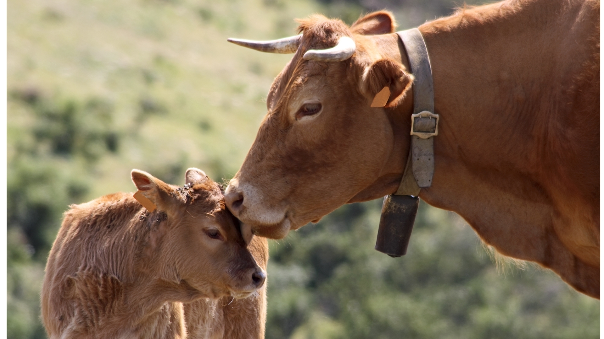 Vaca lamiendo tiernamente a su ternero en un pasto, que simboliza la importancia del vínculo madre-ternero, el respeto por la fisiología animal y una ganadería más natural y respetuosa con la vida