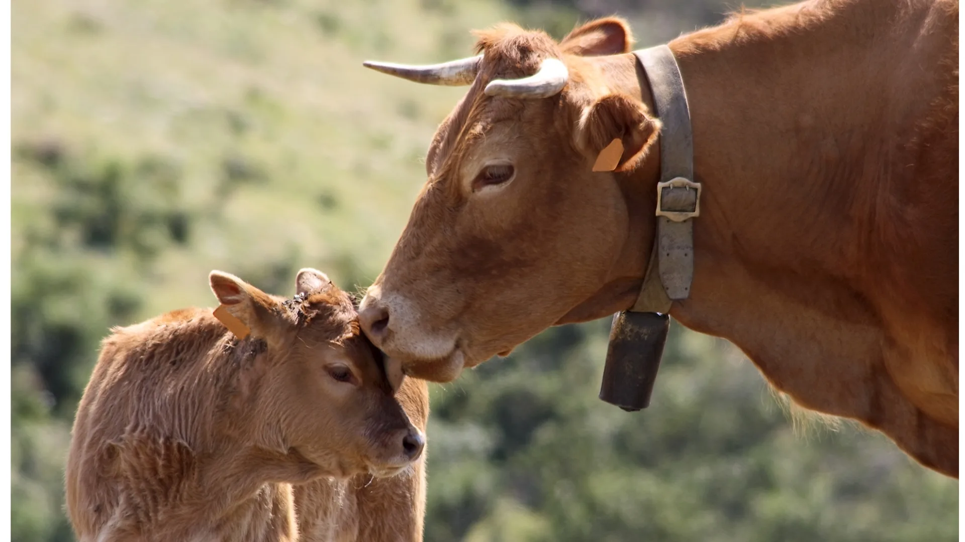 Vaca lamiendo tiernamente a su ternero en un pasto, que simboliza la importancia del vínculo madre-ternero, el respeto por la fisiología animal y una ganadería más natural y respetuosa con la vida